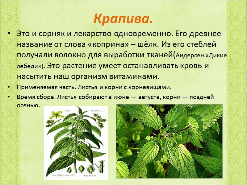 Крапива. Это и сорняк и лекарство одновременно. Его древнее название от слова «коприна» –
